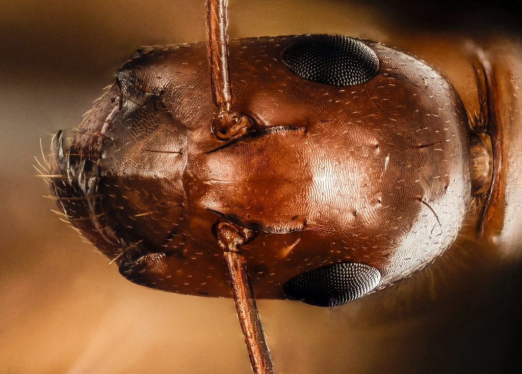 Extreme macro photograph of an ant head showing mandibles and compound eyes