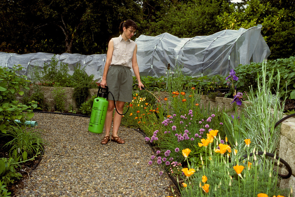 Person treating a home garden with a hand-pump sprayer among flowers