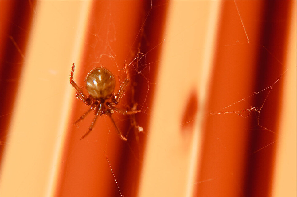 Close-up of a brown house spider sitting on its web