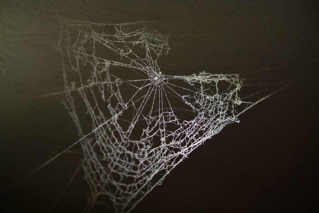 Dusty abandoned spider web stretched across a dark corner
